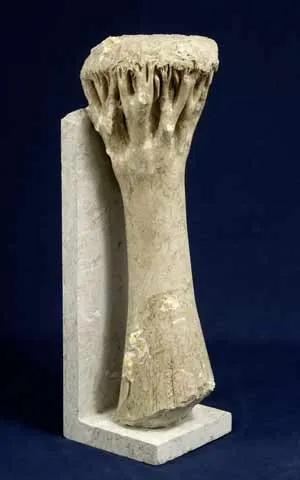 Árvore grande, Vítor Ribeiro, 2007, Santo António breccia