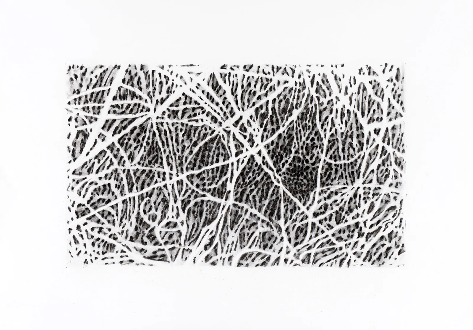 Série Lifelines 8, Hector Ramsay, 2015, Graphite on paper